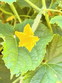 きゅうりの黄色い花 きゅうりの黄色い花,夏野菜,家庭菜園の写真素材