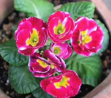 常盤桜 プリムラ,花,flowerの写真素材