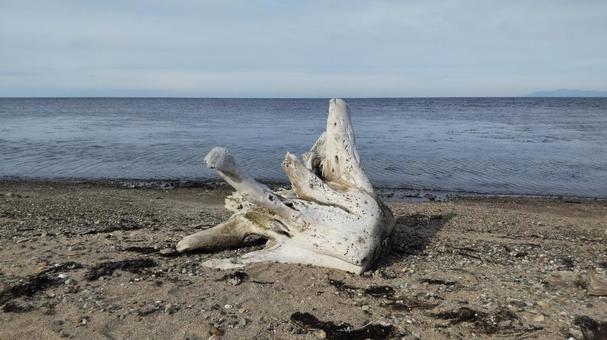 流木 流木,木,漂流物の写真素材