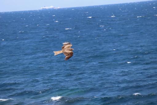 青い海の上を飛ぶ鳶 青い海の上を飛ぶ鳶の写真