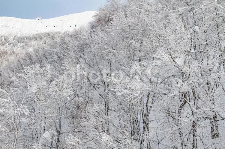 樹氷 樹氷,スノーモンスター,雪の写真素材