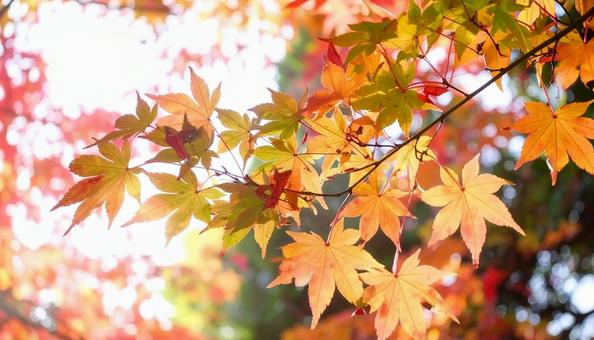 カラフルに色づいたモミジの枝葉 秋の植物 カラフルに色づいたモミジの枝葉 秋の植物の写真