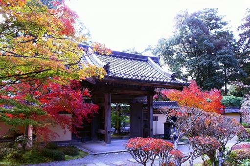 西明寺　門 西明寺,紅葉,門の写真素材