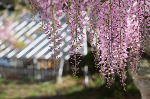藤の花 藤の花の写真