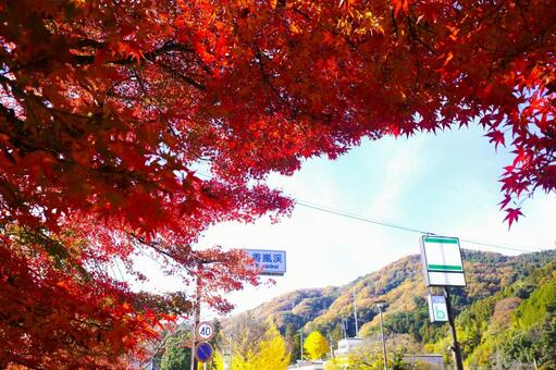香嵐渓の真っ赤な紅葉 秋,モミジ,赤の写真素材
