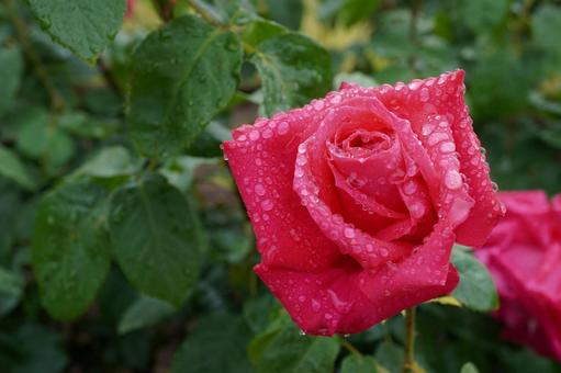 雨に濡れたバラ(マリアカラス)02 雨に濡れたバラ(マリアカラス)02 バラ,薔薇,春バラの写真素材