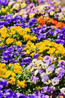 カラフルなパンジーの花 カラフルなパンジーの花 パンジー,花,植物の写真素材