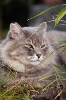 桜耳の猫 猫,ねこ,ネコの写真素材