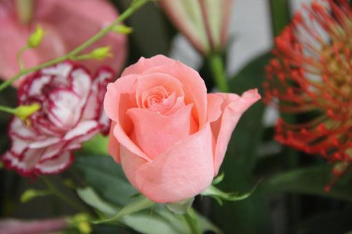 薔薇 ばら バラ 薔薇 ばら バラの写真