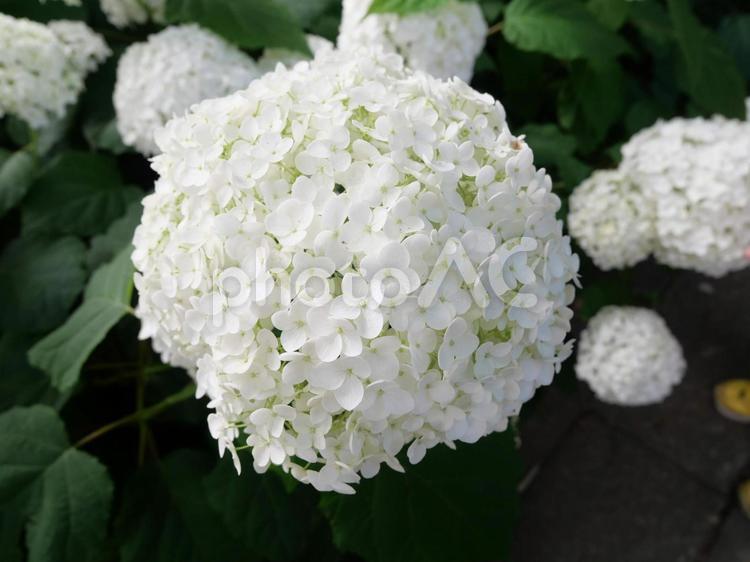 アジサイ　アナベル　白　ホワイト　梅雨　つゆ　ガーデン　花　フラワー アジサイ,アナベル,白の写真素材