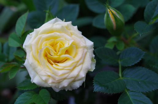 薔薇 薔薇の写真