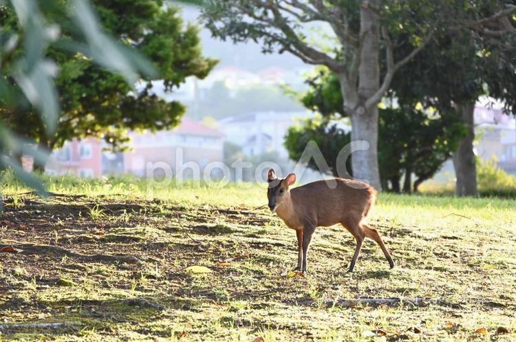 キョン 自然,動物,小動物の写真素材