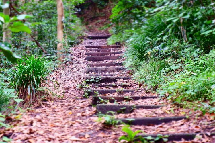階段の道を歩いて静まりかえった森の中へ 階段,森,森の中の写真素材