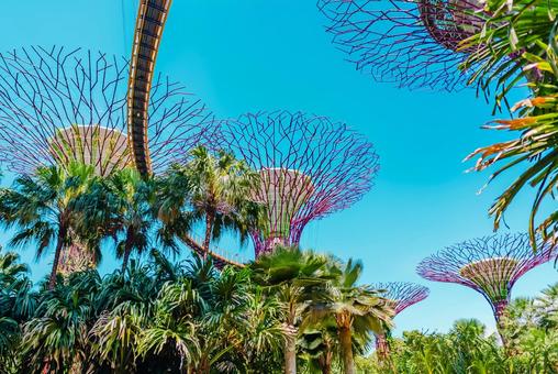 【シンガポール】スーパーツリー 【シンガポール】スーパーツリー シンガポール,スーパーツリー,植物園の写真素材