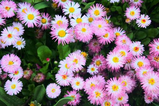 ピンクと白のかわいい花々 カナダ,ブッチャート・ガーデン,ブリティッシュコロンビア州の写真素材