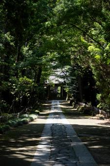 ［神奈川県鎌倉市］寿福寺 鎌倉,寿福寺,参道の写真素材