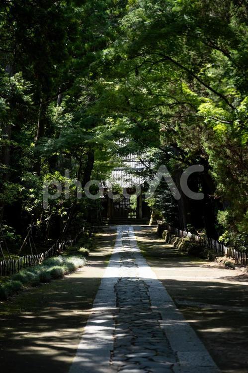 ［神奈川県鎌倉市］寿福寺 鎌倉,寿福寺,参道の写真素材