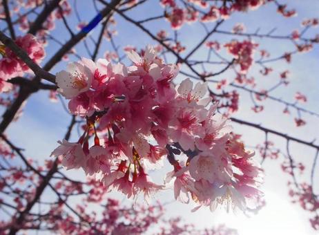 桜 桜の写真
