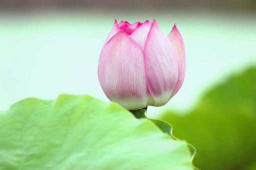 蓮の花 蓮の花の写真