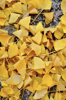 秋のイチョウ 秋のイチョウ 銀杏,イチョウ,いちょうの写真素材