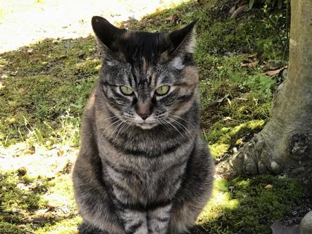 a staring-out game, JPG