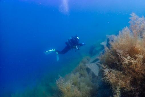 西伊豆・大瀬崎 青い海中とダイバー 西伊豆・大瀬崎 青い海中とダイバーの写真