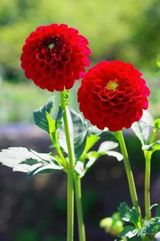 ダリア 赤い花 秋の花 天竺牡丹 ダリア 赤い花 秋の花 天竺牡丹 ダリア,秋の花,赤い花の写真素材
