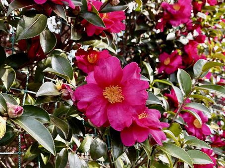 満開のピンクの椿　冬の花 椿,冬,花の写真素材