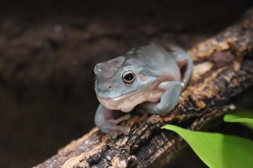 A wet tree frog, JPG