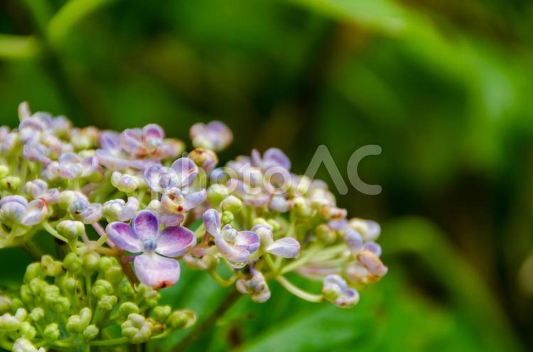 オタフクアジサイの優しい彩り オタフクアジサイ,花,花びらの写真素材