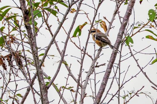 モズ⒄ モズ⒄ 鳥,野鳥,モズの写真素材