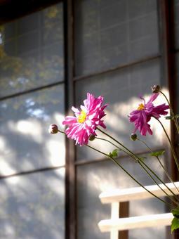 和風家屋の庭先で開花したシュウメイギクの写真