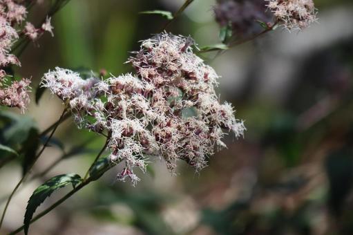 白い花びらのフジバカマの花のアップ 白い,花びら,フジバカマの写真素材