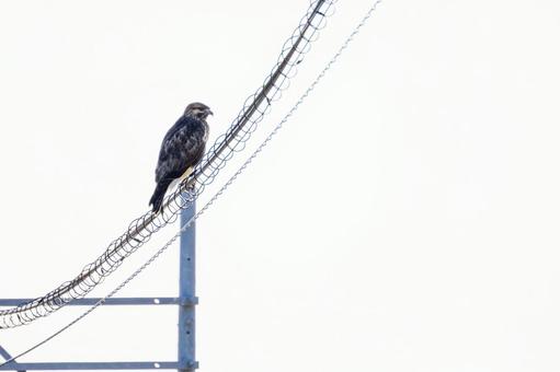 ノスリ⒇の写真