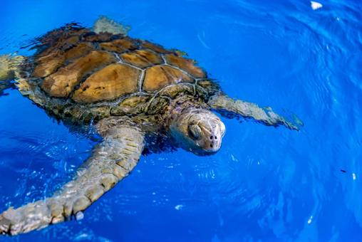 小笠原諸島・父島 アオウミガメ 小笠原諸島・父島 アオウミガメの写真
