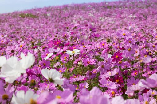 Cosmos cosmos, vũ trụ, hoa, mùa thu, JPG