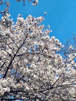 桜と青空 (26) 桜と青空 (26)の写真