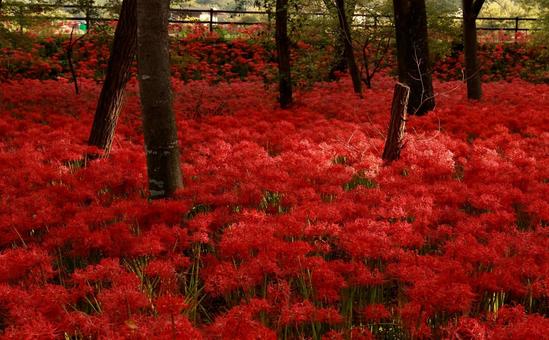 曼殊沙華 曼殊沙華 曼殊沙華,ヒガンバナ,赤の写真素材