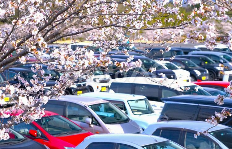 駐車場の桜 桜,駐車場,晴れの写真素材