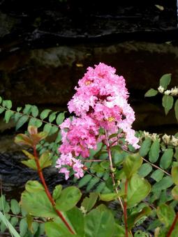 住宅地の植え込みで開花したサルスベリ サルスベリ,花,植物の写真素材