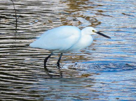 川の中を歩くコサギ コサギ,野鳥,動物の写真素材