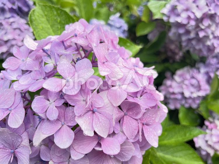 たくさん咲いた薄紫の紫陽花の花 自然,背景,雨の写真素材