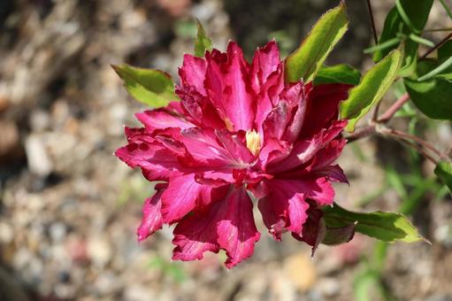 赤い花びらのクレマチスの花のアップの写真