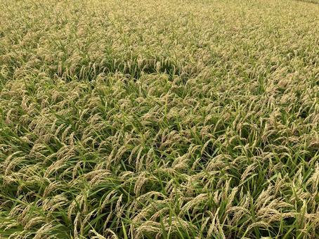 米　稲 米畑,稲,米の写真素材