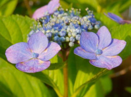 [Flower photo] Hydrangea flower, JPG