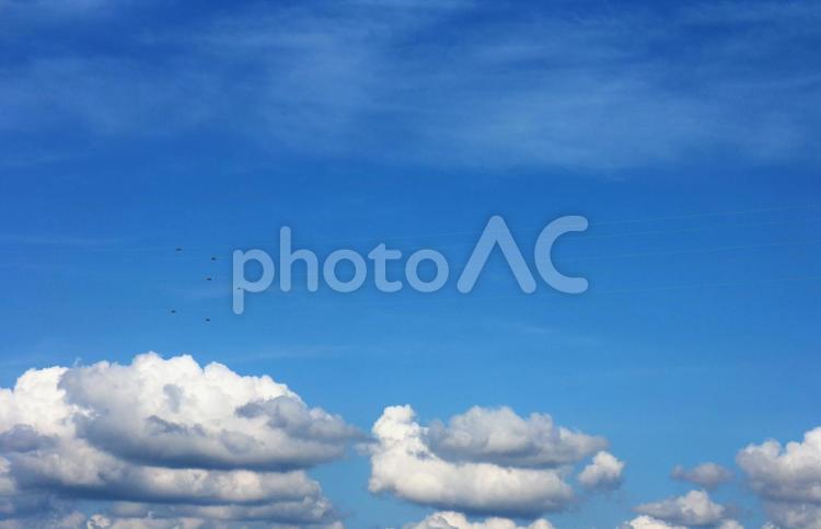 アザラシの行列みたいな雲 雲,行列,列の写真素材