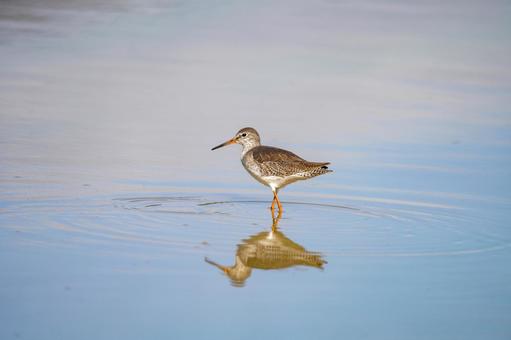 アカアシシギ アカアシシギ アカアシシギ,シギ,野鳥の写真素材
