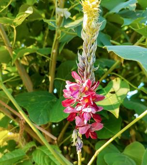 秋の七草・くずの花 秋の七草・くずの花の写真