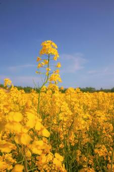 菜の花畑 花アップ 縦 菜の花畑 花アップ 縦の写真