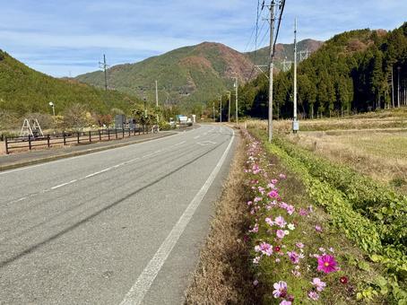 コスモスの花　竹田水車メロディーパーク　 森林浴,土手,道端の写真素材